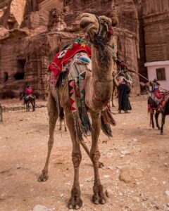 Read more about the article “I’d Walk a Mile for a Camel”