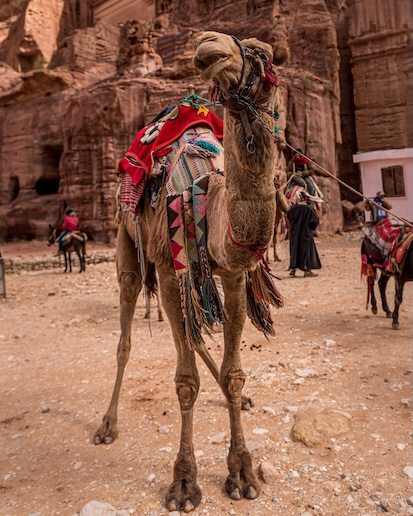Read more about the article “I’d Walk a Mile for a Camel”